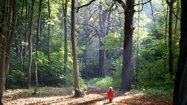 Niña perdida en un bosque por cuatro días fue encontrada con vida