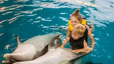 Beneficios de la terapia con delfines Beneficios de la terapia con delfines