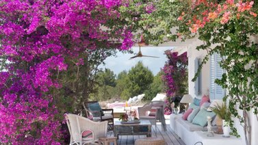 Flores y plantas embellecen el hogar