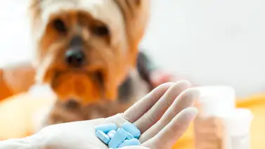 Errores que cometemos al desparasitar a nuestro perro Errores que cometemos al desparasitar a nuestro perro