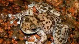 Unas 26 especies de ranas corren un gran riesgo de desaparecer antes del 2040