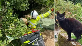 Un gato maúlla pidiendo ayuda para su dueña de 83 años que cayó en un barranco (+Fotos)
