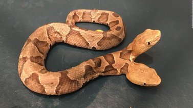 Médicos veterinarios estudian serpiente de dos cabezas encontrada en la India