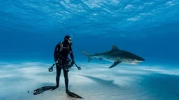 Buceador nada con tiburón azul por más de una hora