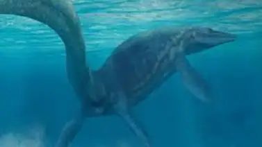 Descubren en Chile un nuevo mosasaurio de hace hace 66 millones de años Descubren en Chile un nuevo mosasaurio de hace hace 66 millones de años