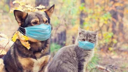 ¿Cómo proteger a perros y gatos del coronavirus?