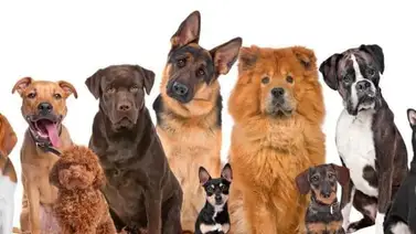 Detalles que no conocías del mejor amigo del hombre Detalles que no conocías del mejor amigo del hombre