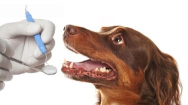 Conoce qué es y cómo se realiza la profilaxis canina