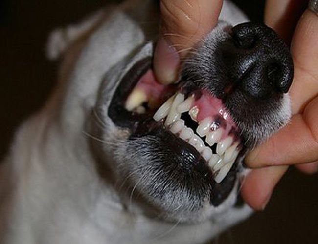 Conoce qué es y cómo se realiza la profilaxis canina