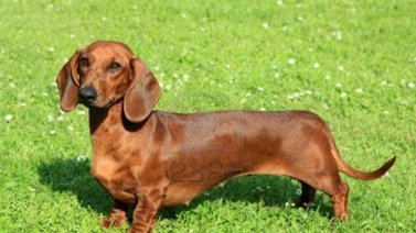 Detalles de los perros Dachshund o salchicha