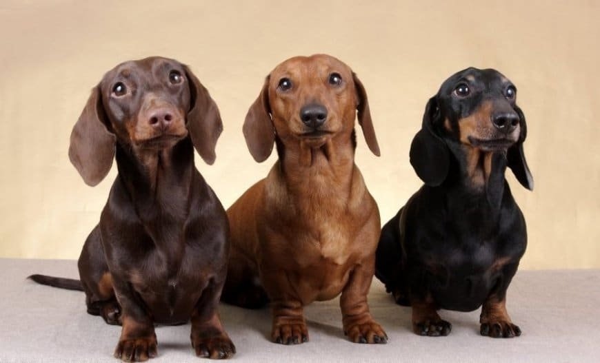 Detalles de los perros Dachshund o salchicha Detalles de los perros Dachshund o salchicha
