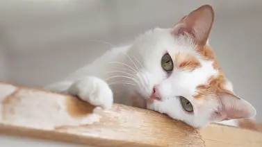 ¿Cómo detectar la depresión en los felinos? ¿Cómo detectar la depresión en los felinos?