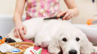 ¿Cómo saber si el perro está sano sin visitar el veterinario? ¿Cómo saber si el perro está sano sin visitar el veterinario?