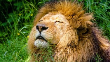 10 de agosto: Día Mundial del León