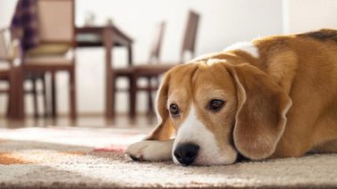 Cómo acostumbrar al perro a estar solo en casa