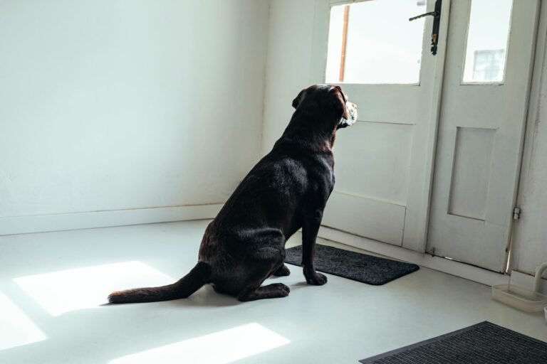 Cómo acostumbrar al perro a estar solo en casa Cómo acostumbrar al perro a estar solo en casa