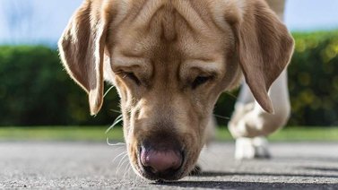 Descubre los olores que los perros no pueden soportar