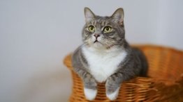 Día Internacional del Gato