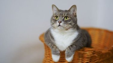 Día Internacional del Gato