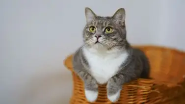 Día Internacional del Gato Día Internacional del Gato