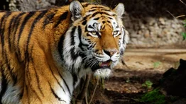 Una mujer falleció al ser atacada por un tigre en un zoológico de Chile
