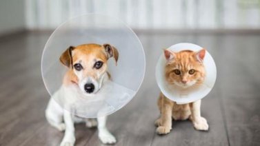 Para qué sirve el collar isabelino en gatos y perros