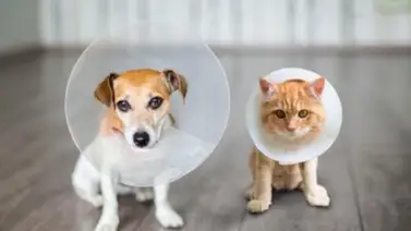 Para qué sirve el collar isabelino en gatos y perros Para qué sirve el collar isabelino en gatos y perros