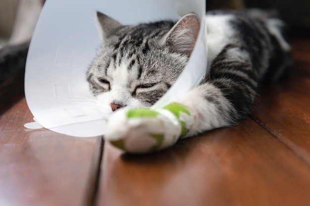 Para qué sirve el collar isabelino en gatos y perros Para qué sirve el collar isabelino en gatos y perros