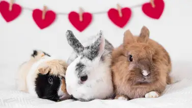 Mascotas para quienes no quieren perros o gatos Mascotas para quienes no quieren perros o gatos