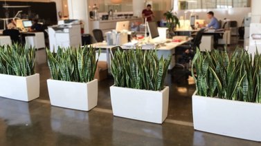 Conoce qué plantas puedes tener en la oficina