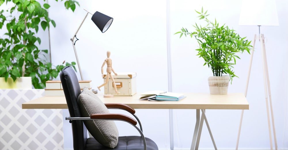 Conoce qué plantas puedes tener en la oficina Conoce qué plantas puedes tener en la oficina