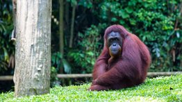 Orangután se prueba y modela unos lentes de sol en un zoológico de Indonesia (+Video)