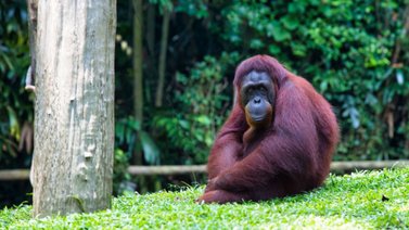 Orangután se prueba y modela unos lentes de sol en un zoológico de Indonesia (+Video)