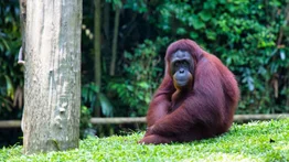 Orangután se prueba y modela unos lentes de sol en un zoológico de Indonesia (+Video)