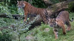 Indonesia investiga cómo pudieron contagiarse de covid dos tigres de Sumatra