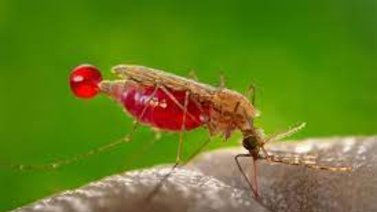 La farmacéutica BioNTech prepara una vacuna contra la malaria