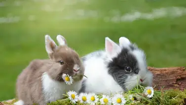 Datos que seguramente no sabías de los conejos Datos que seguramente no sabías de los conejos