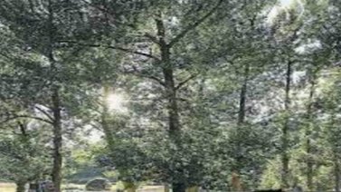 UE quiere plantar 3.000 millones de árboles contra el cambio climático