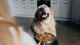 ¿Cómo debe ser la alimentación del perro anciano?