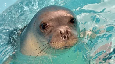 Una foca símbolo de una isla griega es asesinada con un arpón
