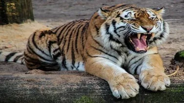 Día Internacional del Tigre: una festividad iniciada en Rusia