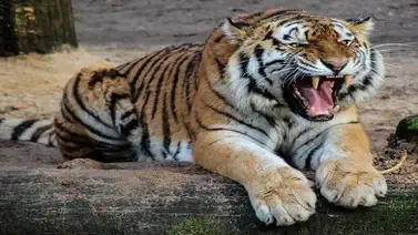 Día Internacional del Tigre: una festividad iniciada en Rusia Día Internacional del Tigre: una festividad iniciada en Rusia