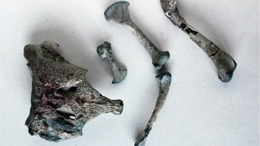 Descubren restos del esqueleto de un cocodrilo prehistórico de 148 millones de años