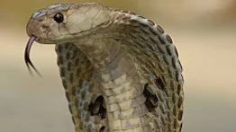 Un gato se enfrenta a una cobra para proteger a su dueño (+Video)