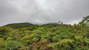 El bosque más nublado de Centroamérica es un poderoso almacén de carbono