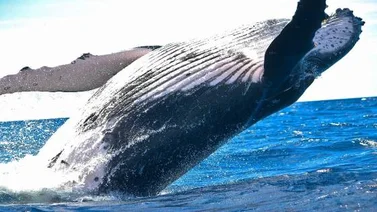 Día Mundial de las Ballenas y los Delfines: conciencia y preservación