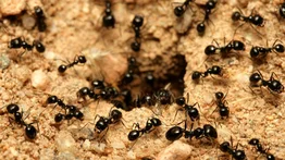 La colonia de hormigas más grande del mundo vive en Argentina