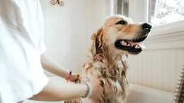 Mantener un perrito al mes cuesta $ 7,5