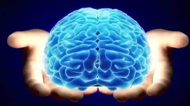 Día Mundial del Cerebro: enfermedades y cuidados Día Mundial del Cerebro: enfermedades y cuidados