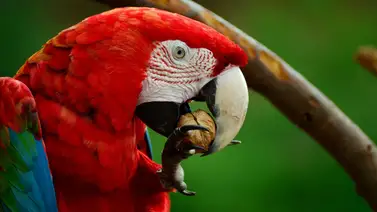 Así debes alimentar las guacamayas que llegan a tu ventana Así debes alimentar las guacamayas que llegan a tu ventana